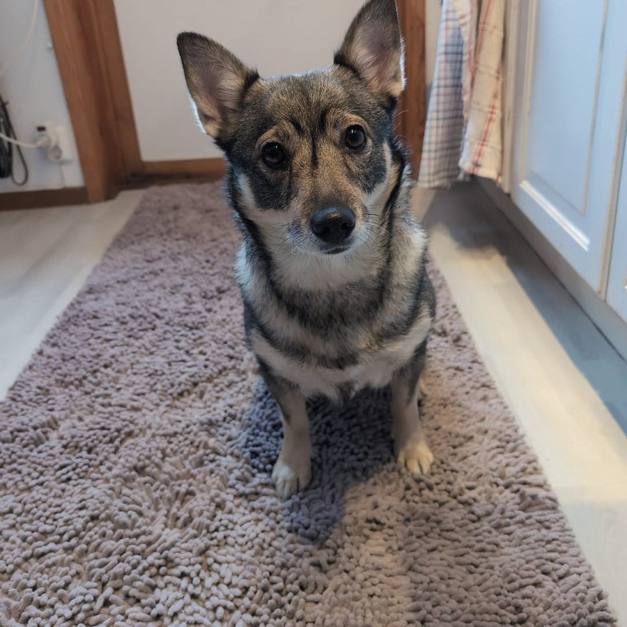 Dog sitting on a light gray absorbent hallway mat