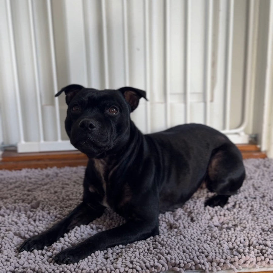 Black dog standing on a light gray absorbent hallway mat