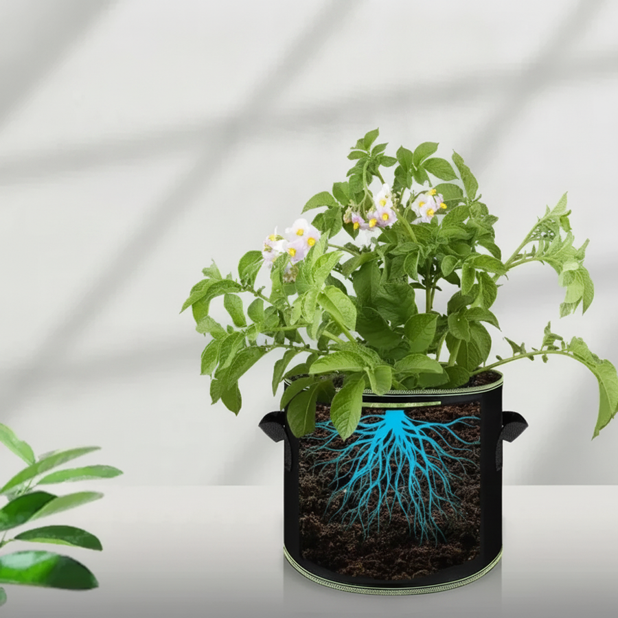 Grow bag with a potato plant and visible root system